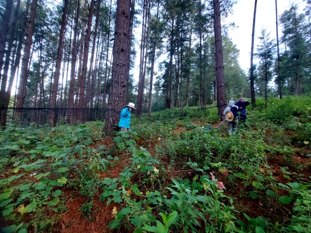 Trabajan programa ambiental para conservar campamento Rancho Viejo 